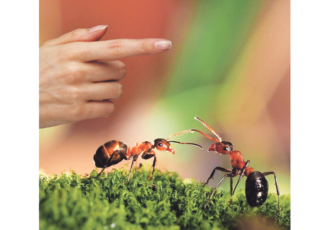 Как избавиться от муравьев на огороде без химии