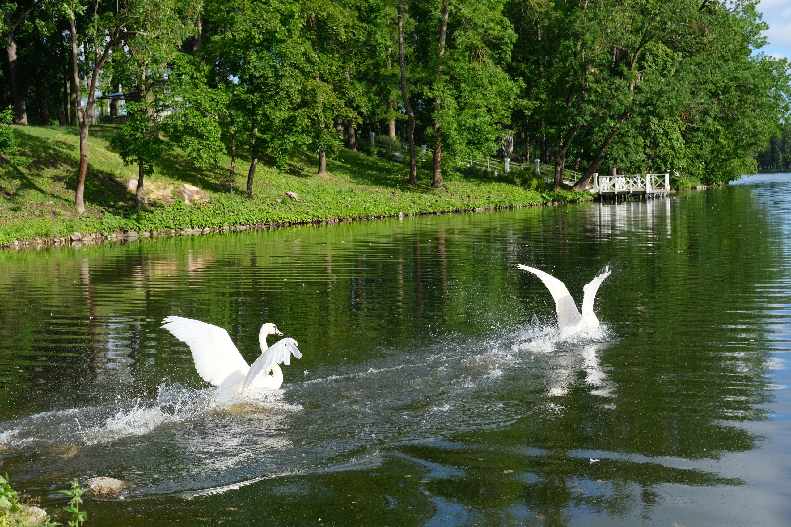 дача черный лебедь в петровском парке