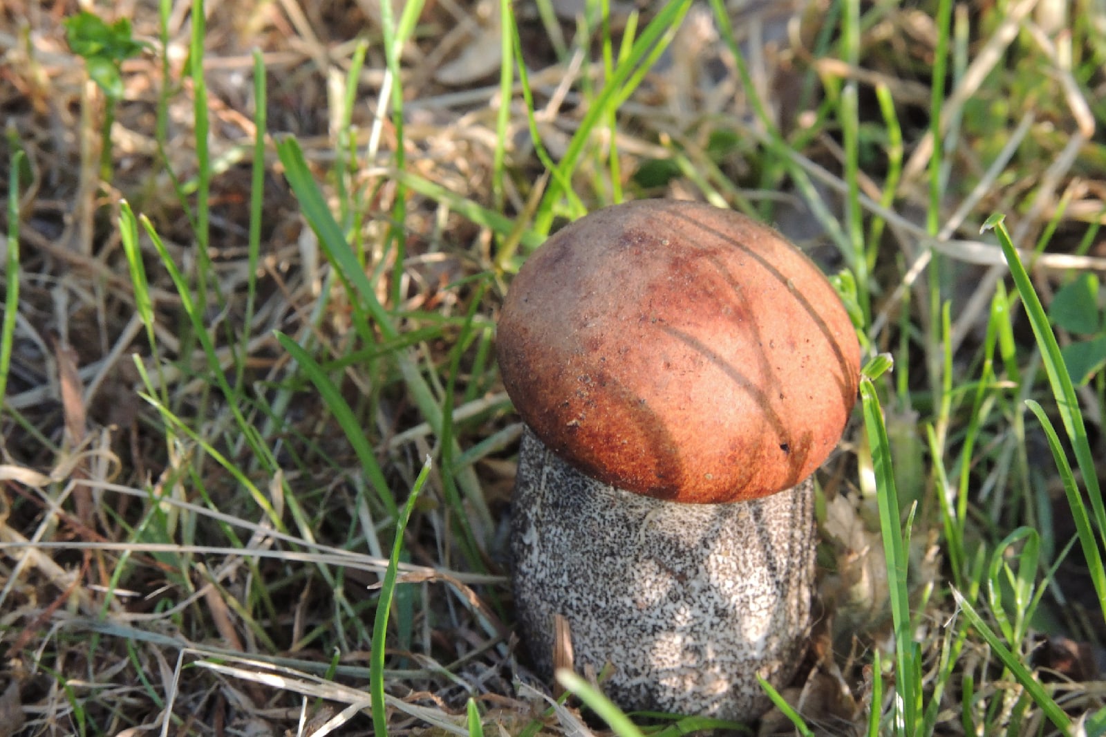 Большой гриб похож на моховик